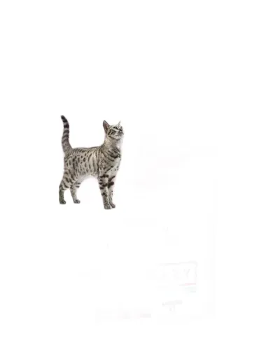 Purina Pro Plan UR urinary pesce 1,5 kg