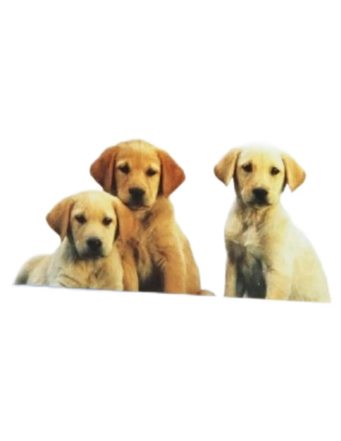 Synoquin growth 60 compresse  