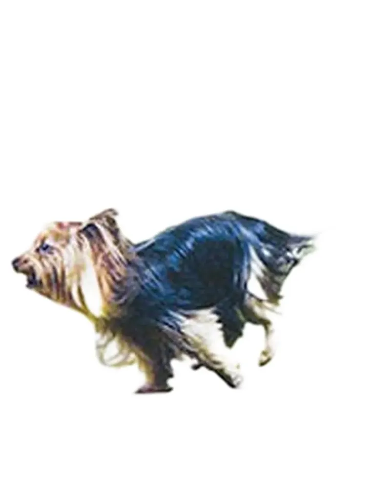 Synoquin efa small breed 90 compresse  