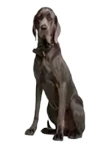 Sustain l breed 30 bustine  