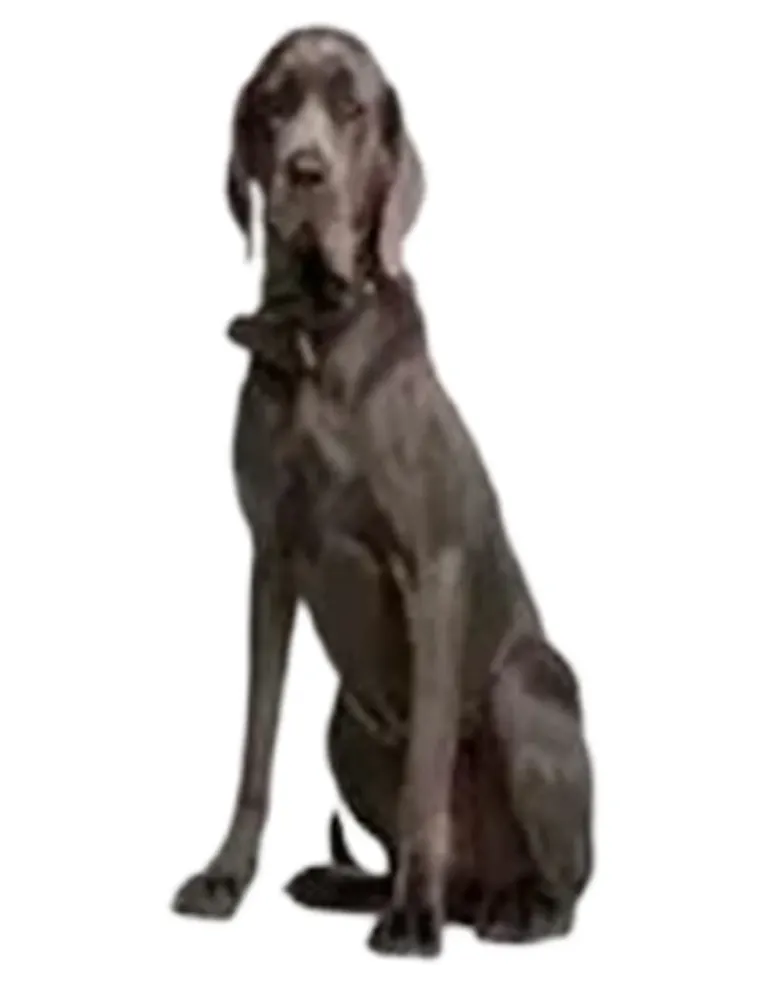 Sustain l breed 30 bustine  