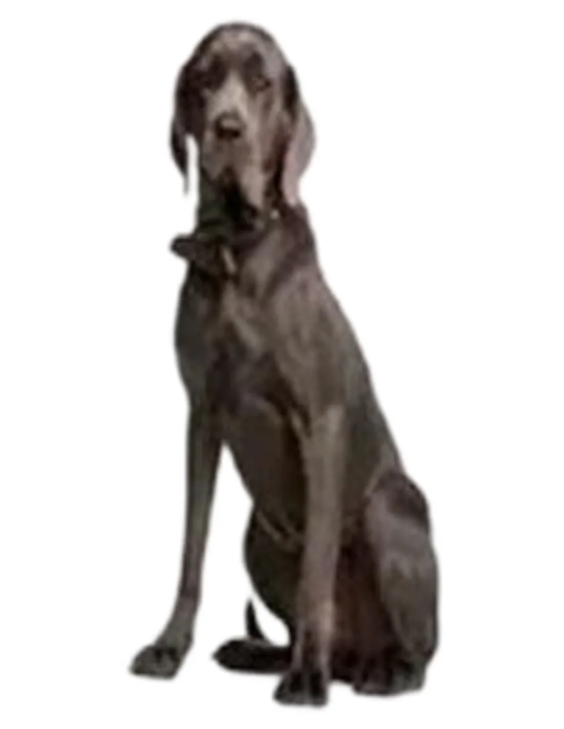 Sustain l breed 30 bustine  