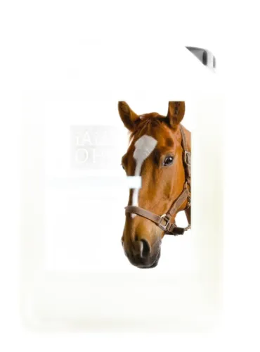 Ricarica Lozione repellente 5 lt Iaiaoh! Cavallo  