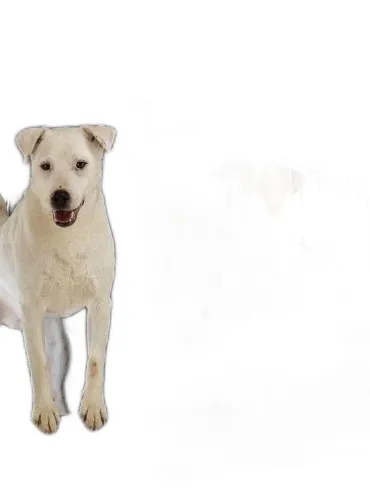 Ferplast Atlas vision extra large trasportino  