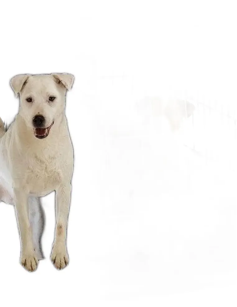 Ferplast Atlas vision extra large trasportino  