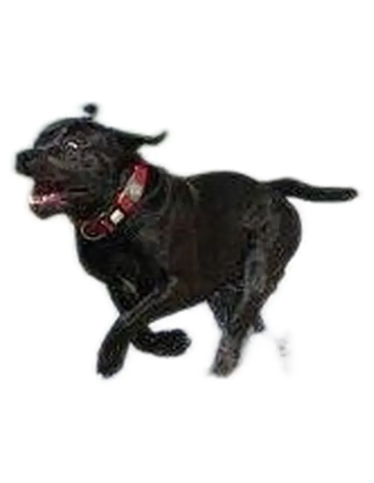 Hunter collare maui vario plus taglia extra large rosso