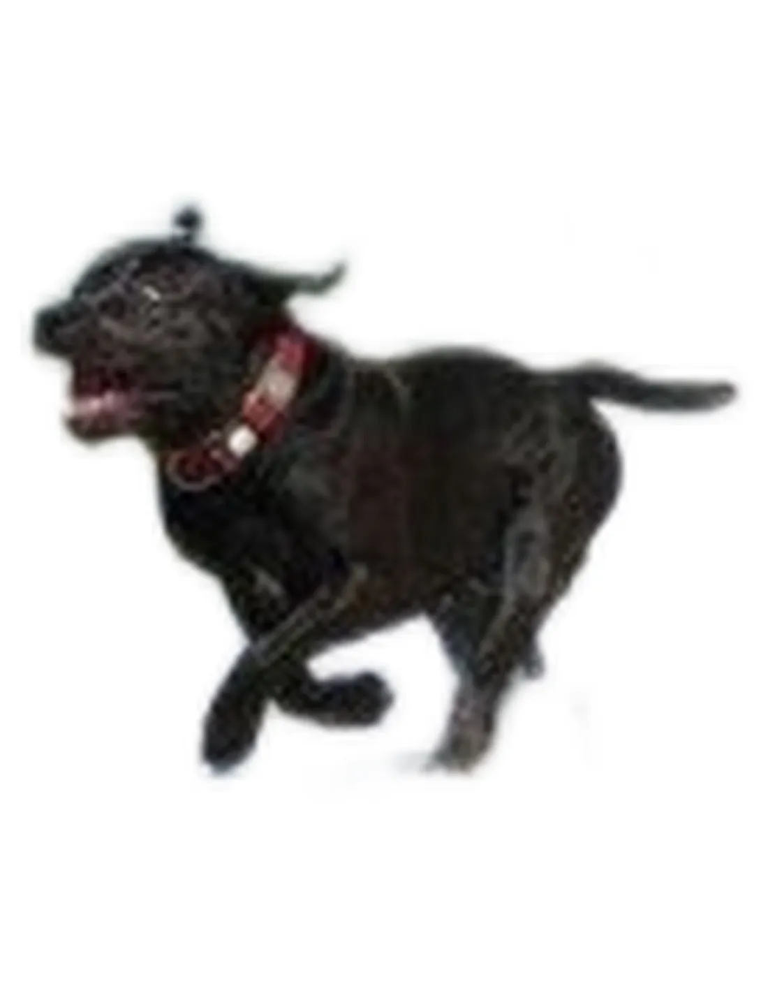 Hunter collare maui vario plus taglia extra large rosso  