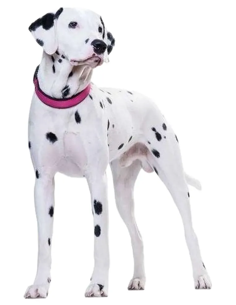 Hunter collare neoprene vario plus taglia large rosa  