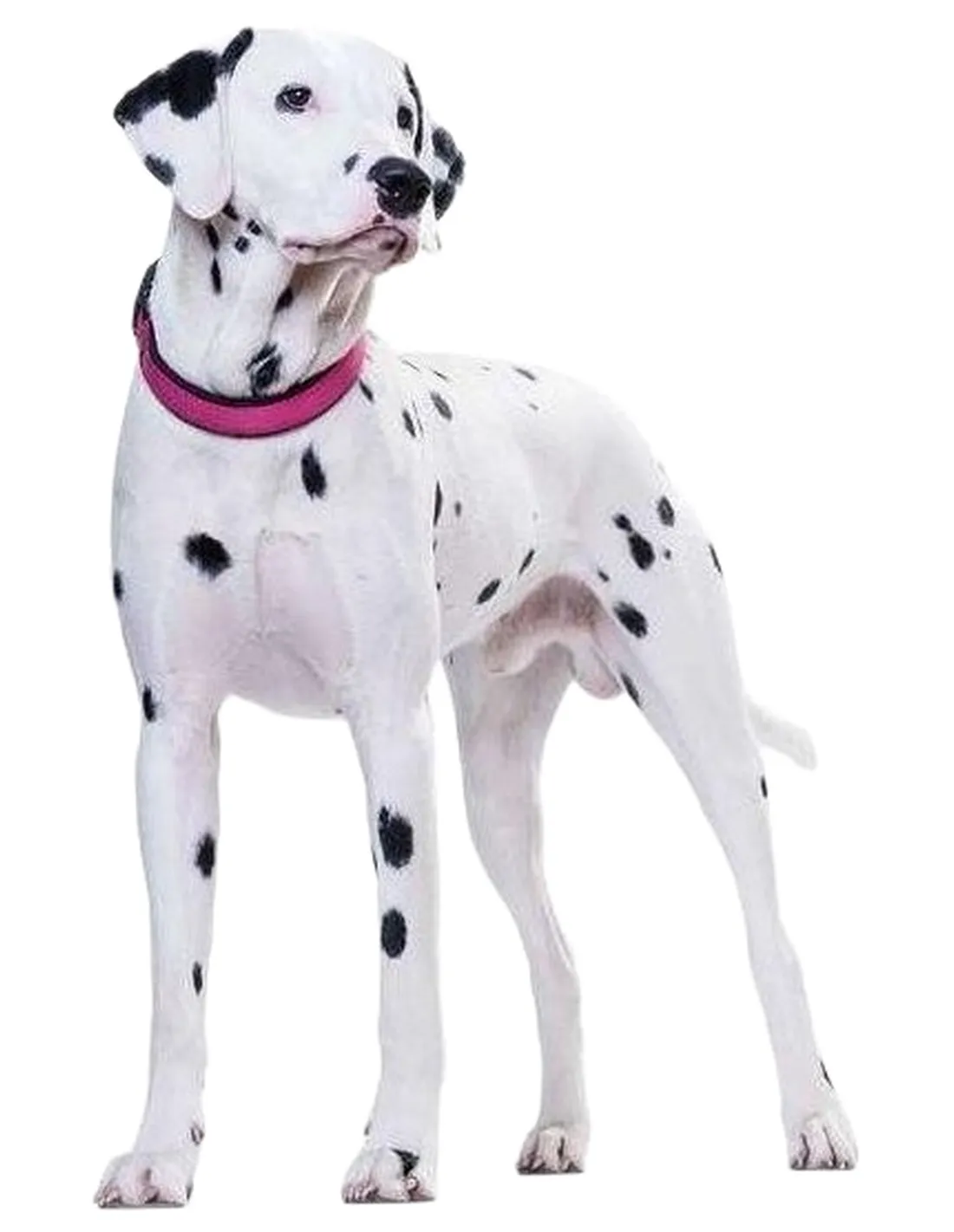 Hunter collare neoprene vario plus taglia large rosa  