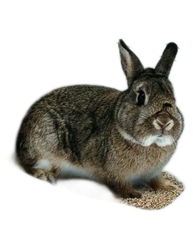 Ferplast L305 lettiera conigli  