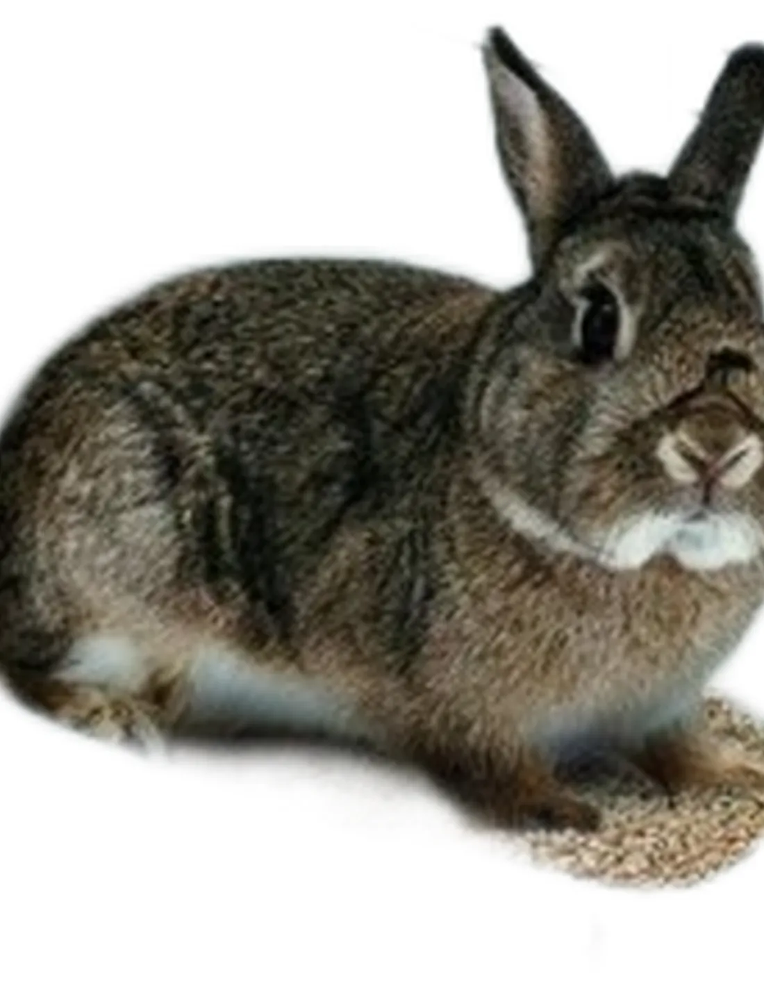 Ferplast L305 lettiera conigli  