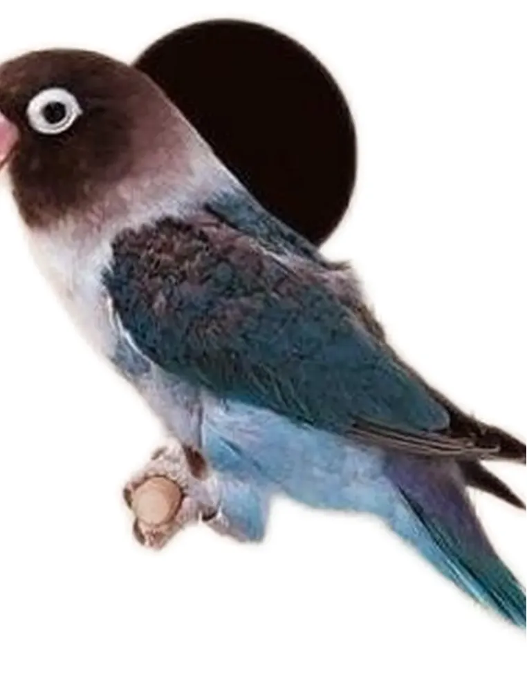 Ferplast nido medium  