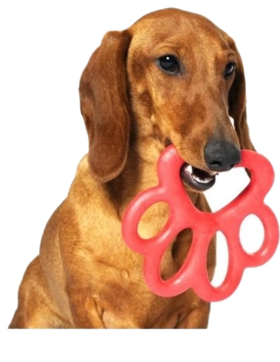 Bama pet orma gioco per cani 14 cm  