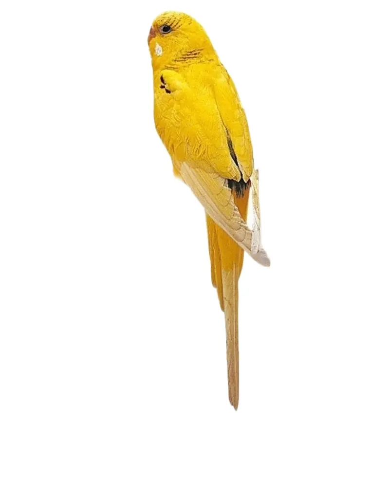 Ferplast PA 4006 scaletta 11 gradini  