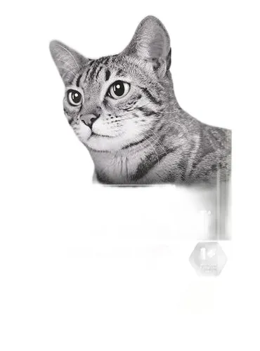 Purina proplan original adult gatto pollo 10 kg