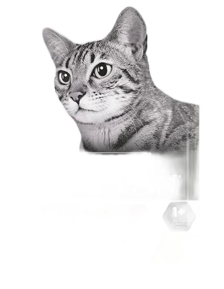 Purina proplan original adult gatto pollo 10 kg  