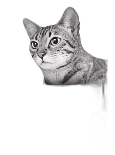 Purina proplan gatto delicate ricco di tacchino 10 kg  