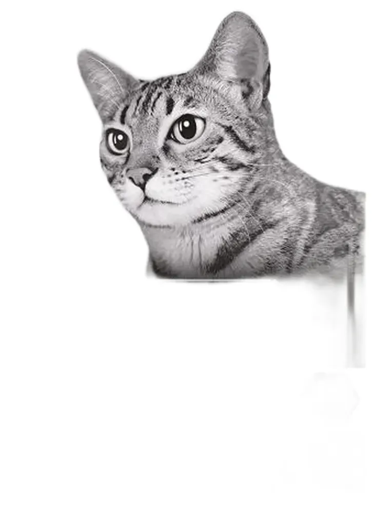 Purina proplan gatto delicate ricco di tacchino 10 kg  