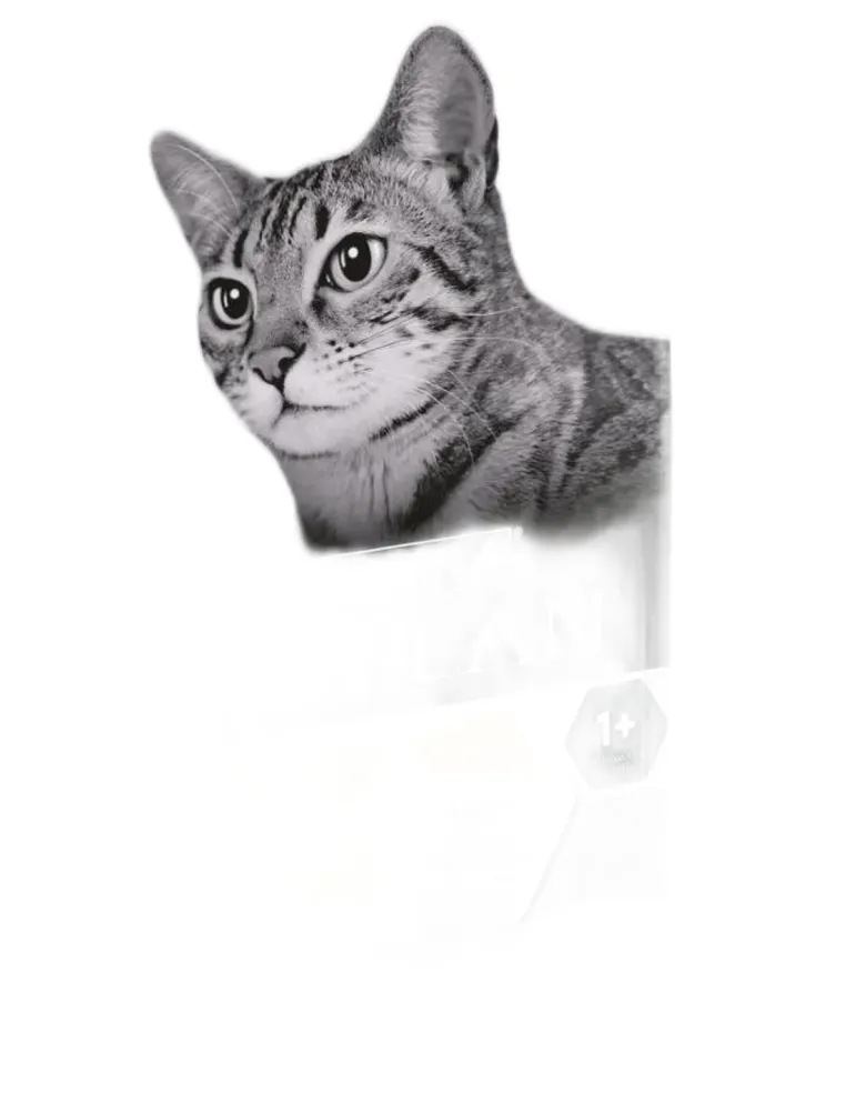 Purina proplan gatto light tacchino e riso 1,5 kg  