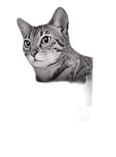 Purina proplan gatto adult sterilised optirenal coniglio 1,5 kg