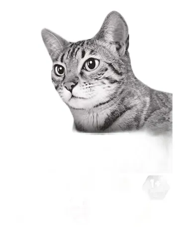 Purina proplan gatto sterilised adult optidigest ricco in pollo 10 kg  