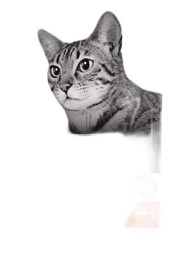 Purina proplan gatto adult sterilised optirenal salmone 1,5 kg  