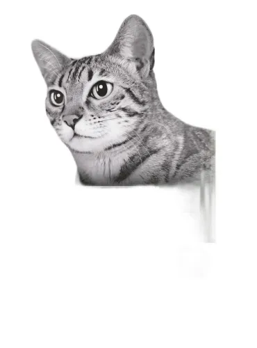 Purina proplan gatto sterilised adult optirenal ricco in tacchino 10 kg
