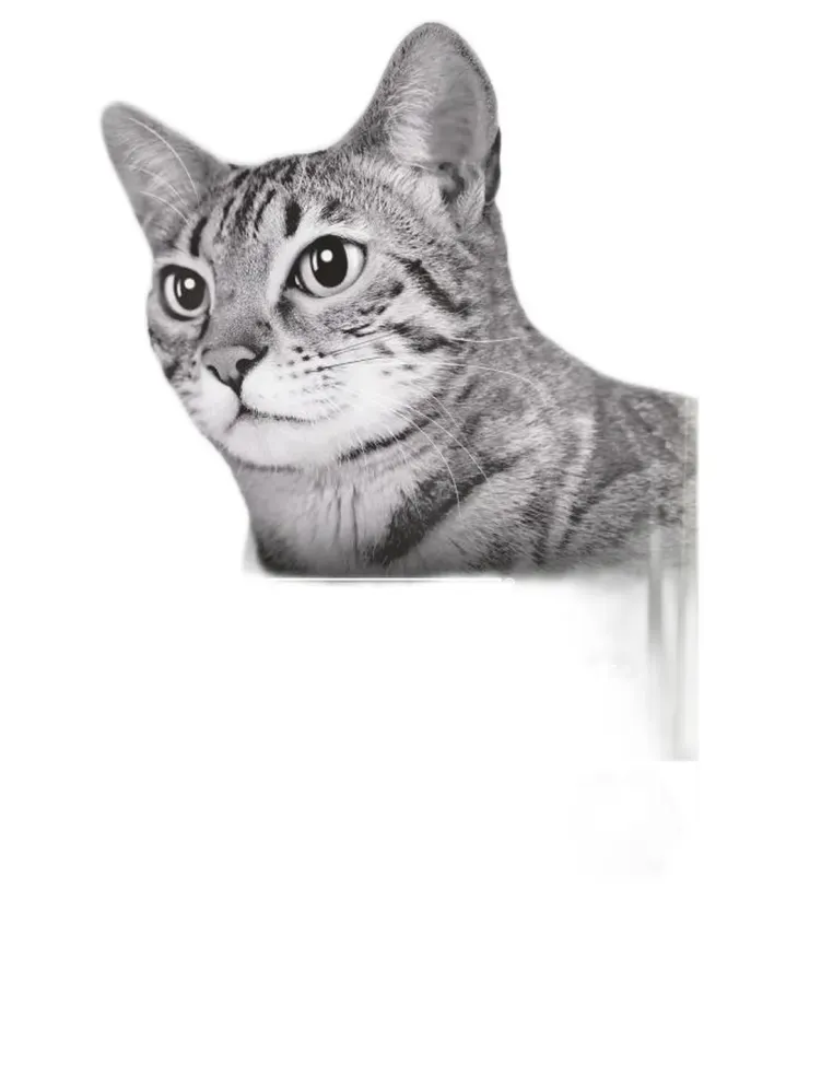 Purina proplan gatto sterilised adult optirenal ricco in tacchino 10 kg  