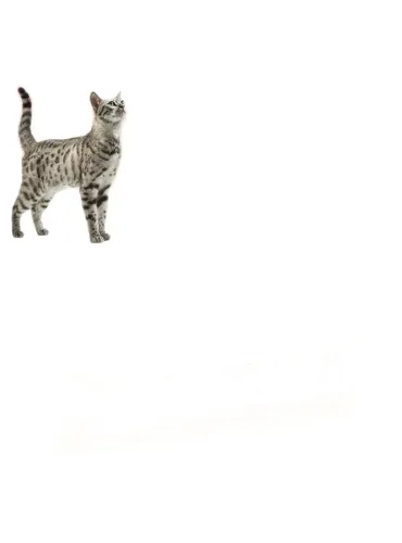 Purina proplan diet om gatto pollo 10 buste 85 gr