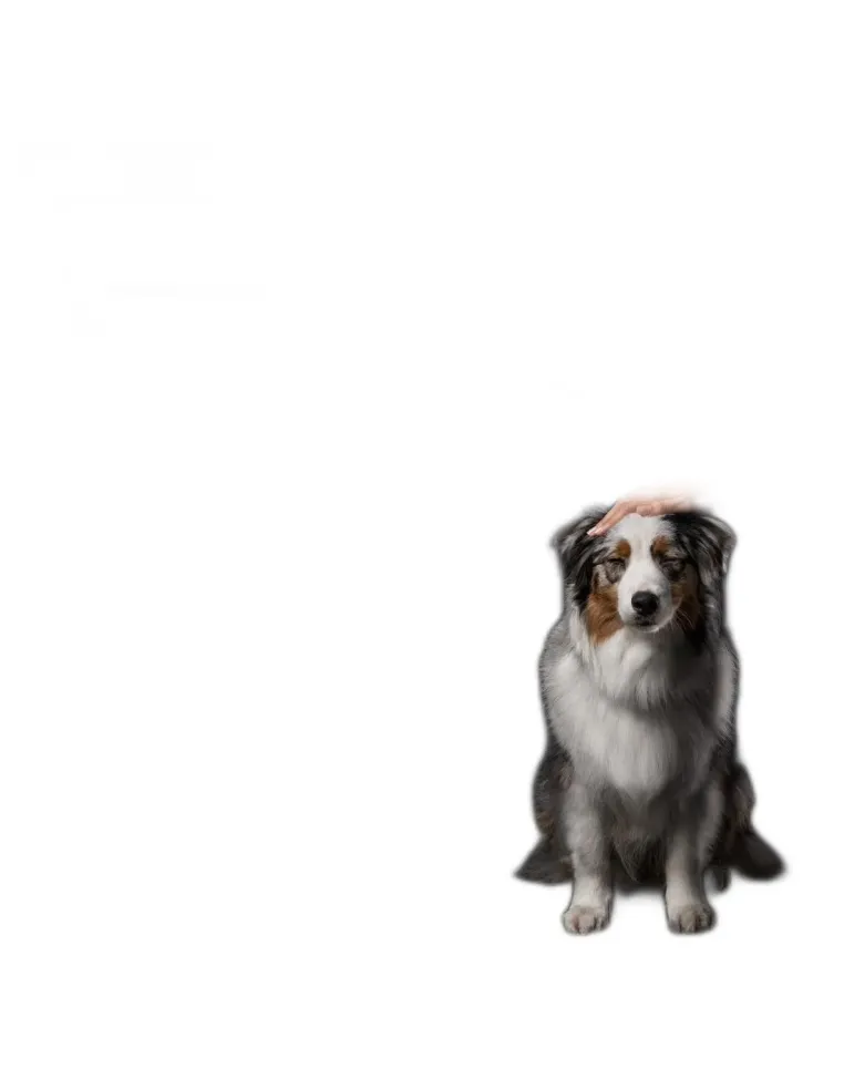 Proplan supplements relax+ cane 500 ml