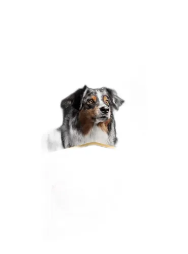Proplan supplements skin e coat cane 250 ml