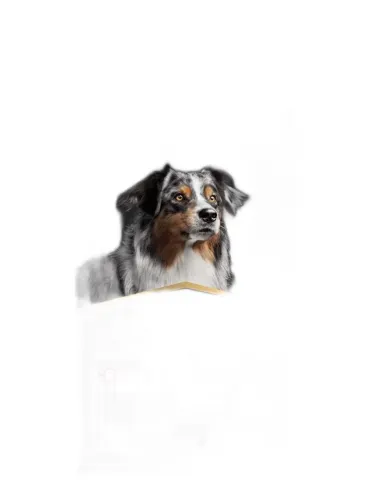 Proplan supplements skin e coat cane 500 ml