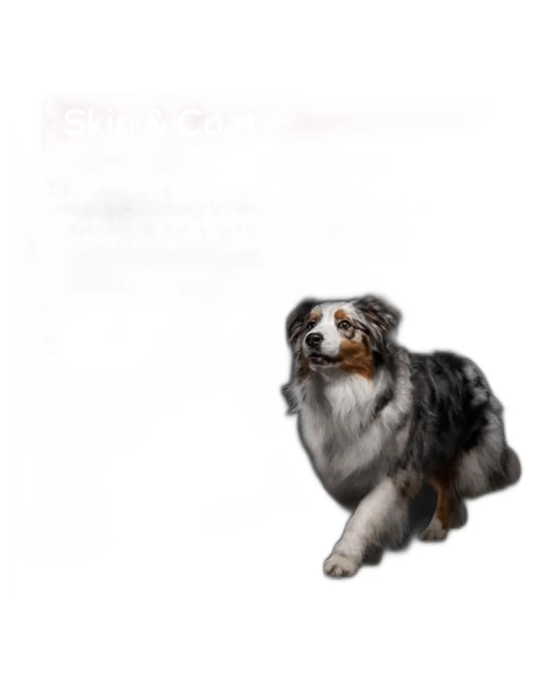 Proplan supplements skin e coat cane 500 ml  