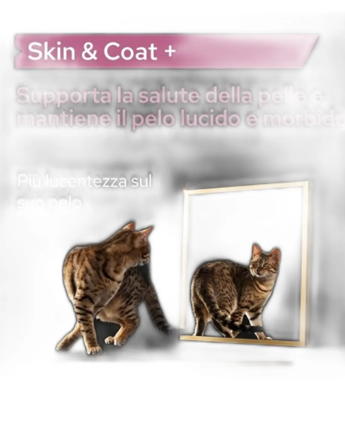 Proplan supplements skin e coat gatto 250 ml   Proplan supplements skin e coat gatto 250 ml