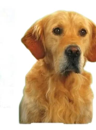 Beaphar protezione naturale collare cane 65 cm