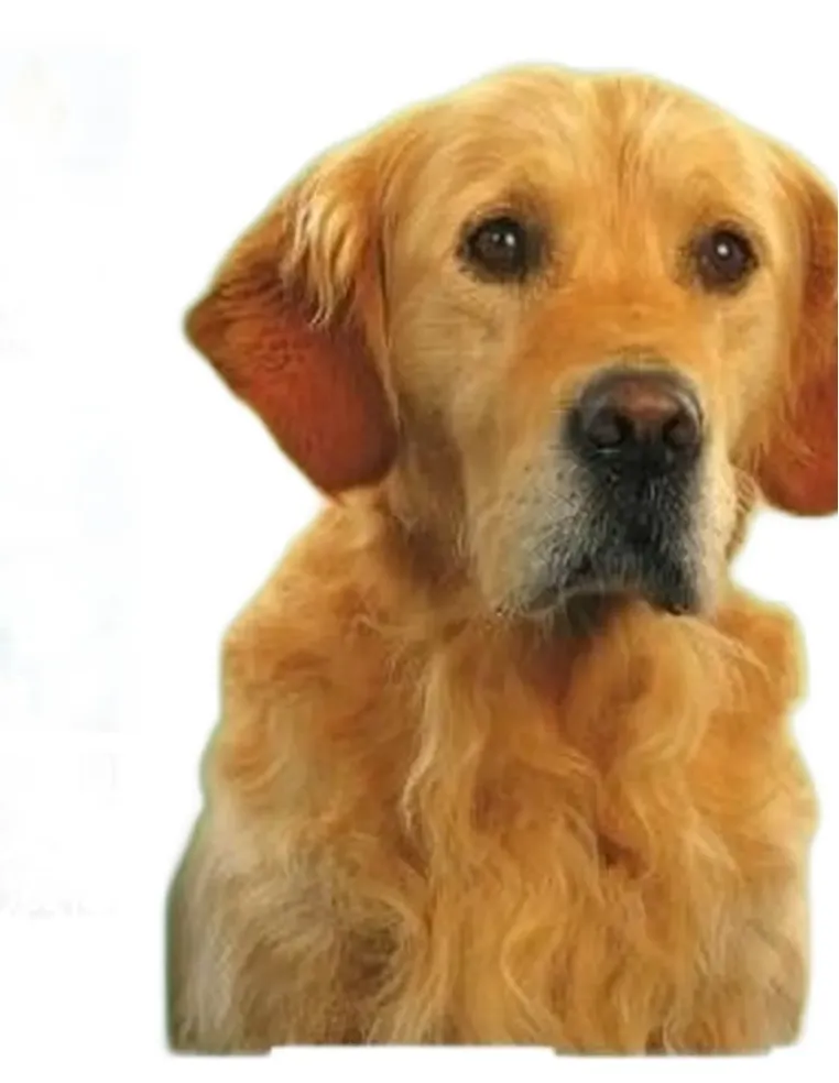 Beaphar protezione naturale collare cane 65 cm  