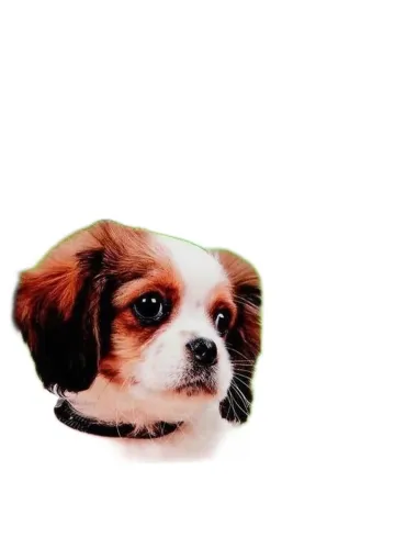 Beaphar protezione naturale spot on cucciolo  