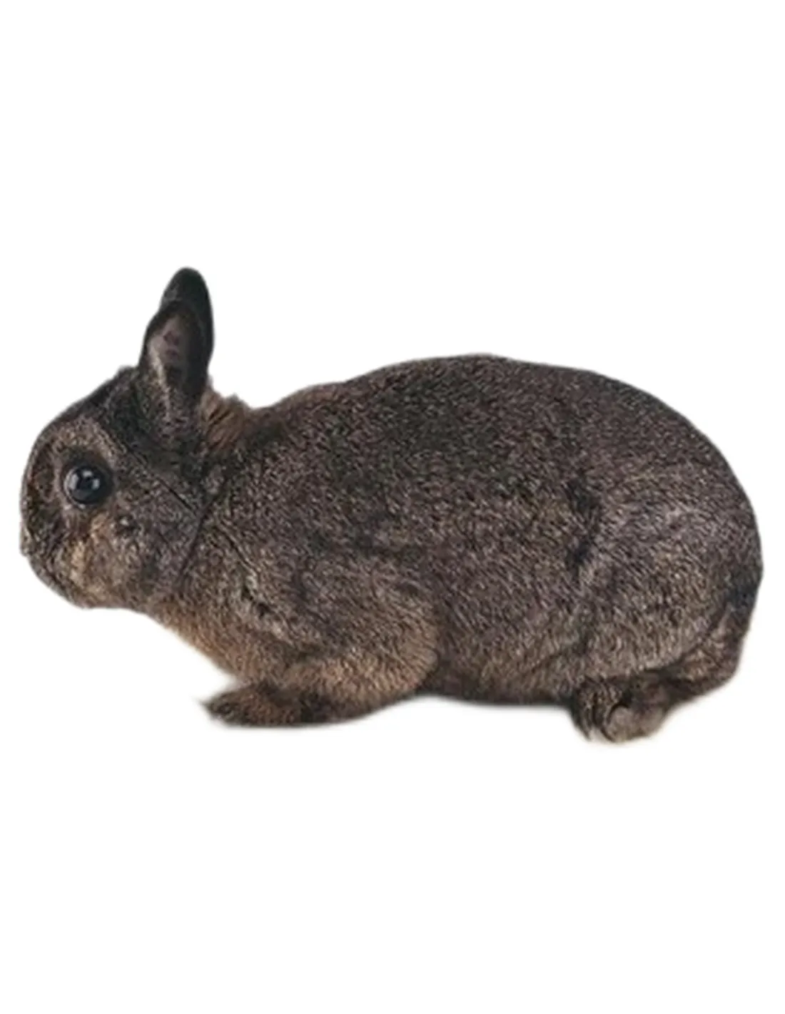 Ferplast sin 4647 maxi casetta conigli   Ferplast sin 4647 maxi casetta conigli