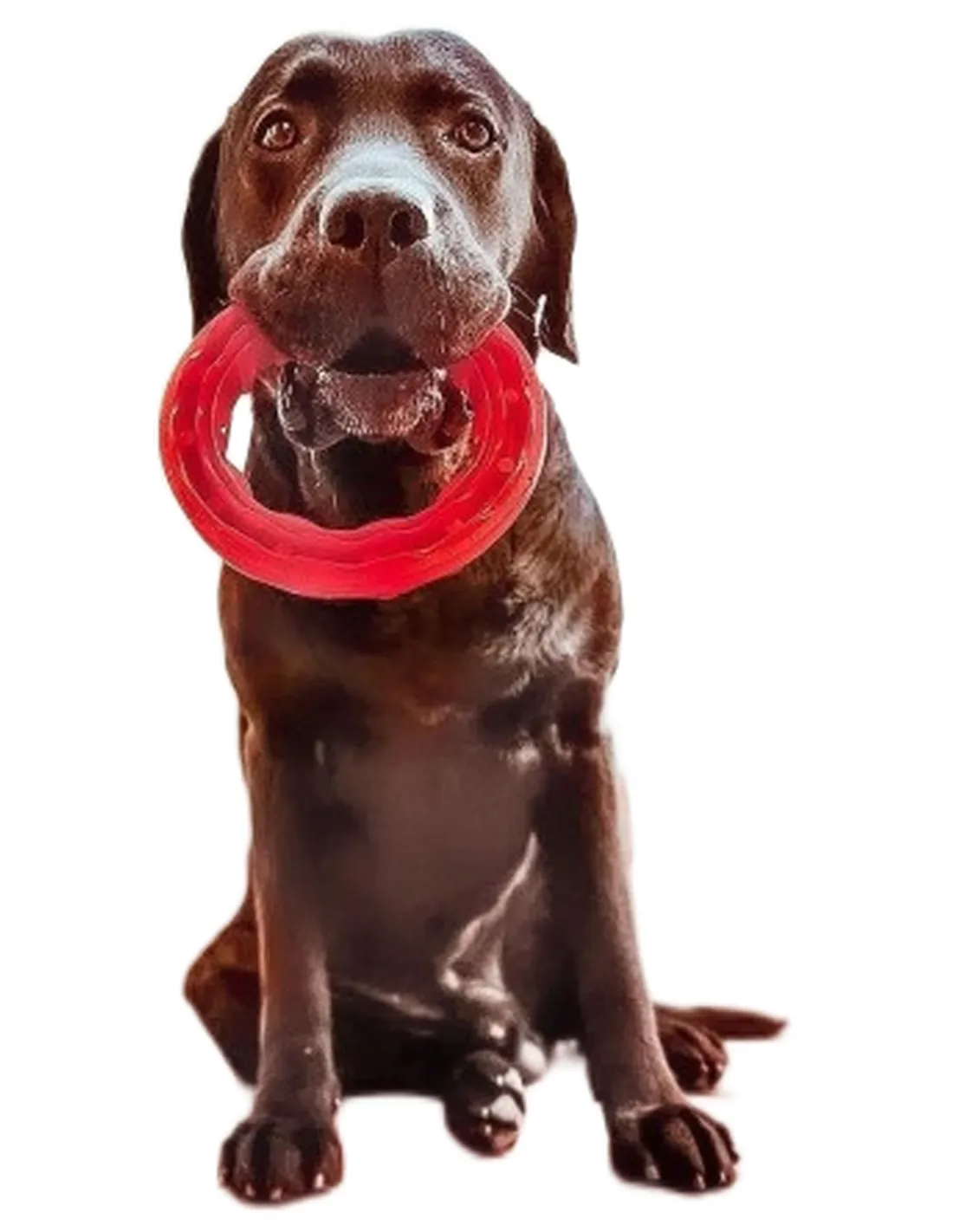 Ferplast smile large anello nero  