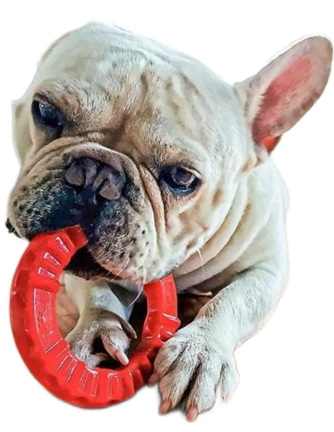 Ferplast smile small anello rosso  