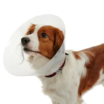 Collar Elisabetta Transparente 15CM