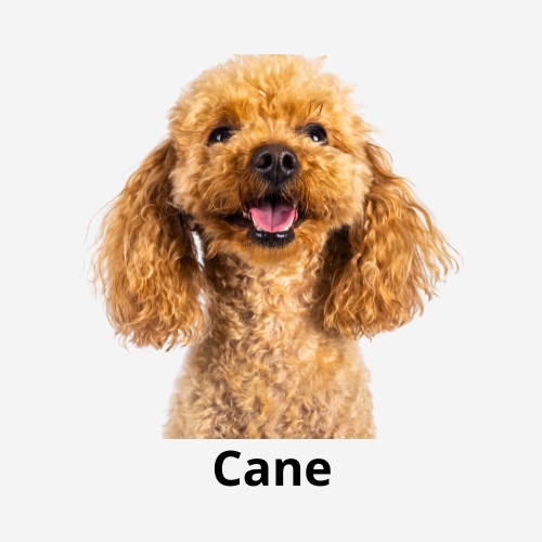 Cane