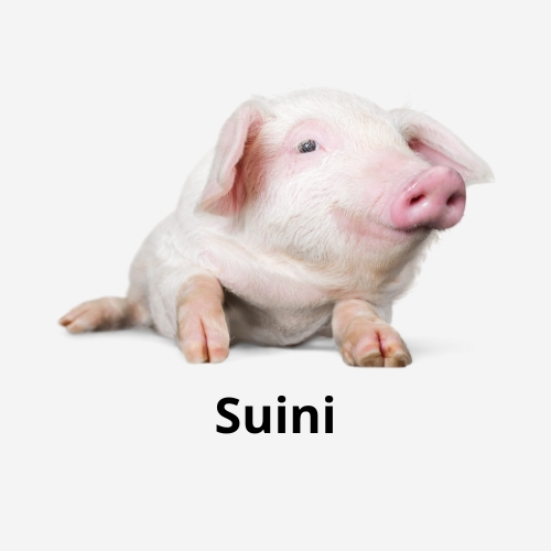 Suini