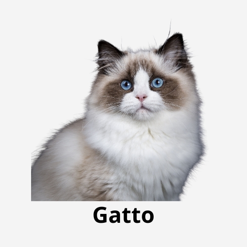 Gatto