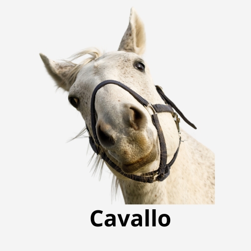 Cavallo