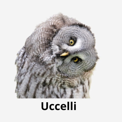 Uccelli