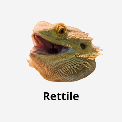 Rettile