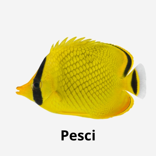 Pesci