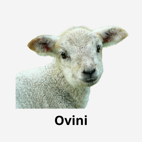Ovini