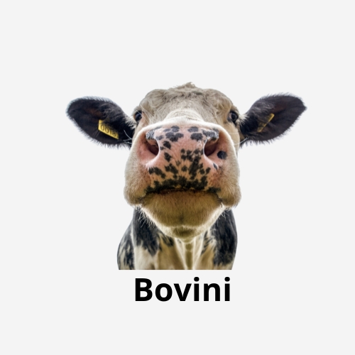 Bovini